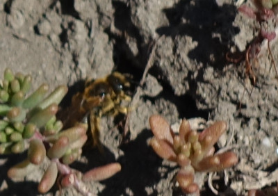 DSC04395.jpg