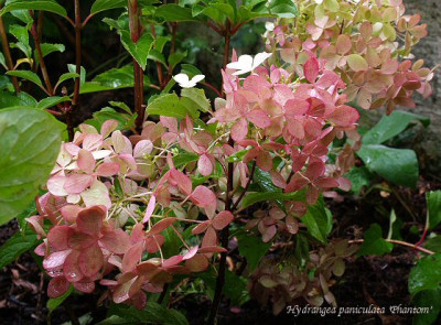H.paniculata_Phantom.jpg