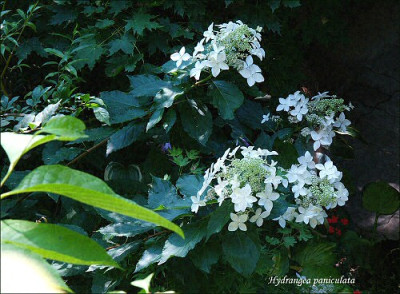 Hydrangea_paniculata.jpg