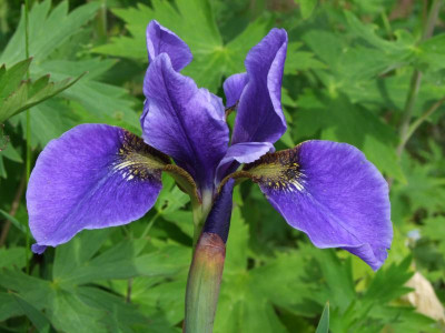 2020_0301PfingstenIris0130.JPG