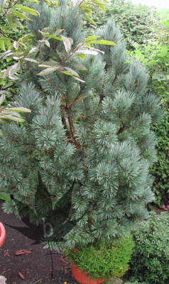 pinus_sylvestris_wat_1.jpg