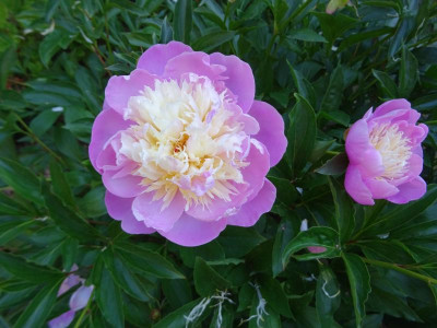 Paeonia Bowl of Beauty Juni 2020.JPG