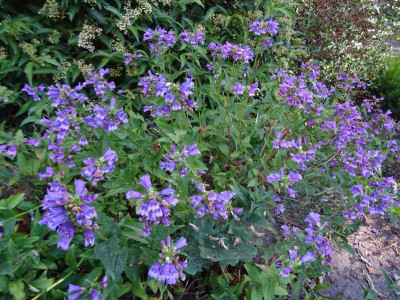 Penstemon serrulatus Juni 2020.JPG