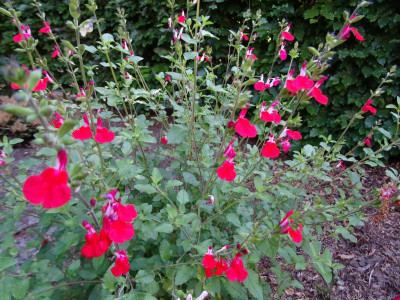 Salvia microphylla Hot Lips Juni 2020.JPG
