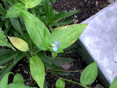 bin_ich_Tradescantia.jpg