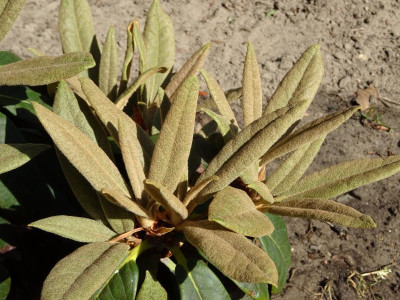 Rhododendron (bureavii x yakushimanum) x kesangiae Juni 2020.JPG