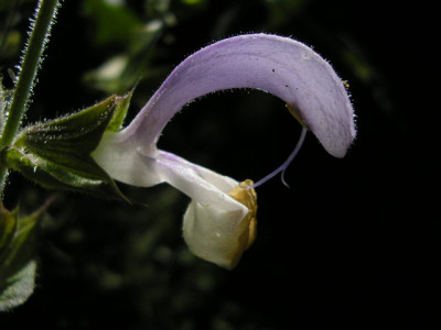 Salvia_sclarea-.JPG