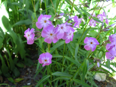 P triflora 1.JPG