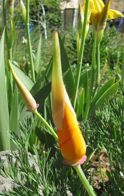 IMG_9812_Kal_Mohn_2020_.jpg