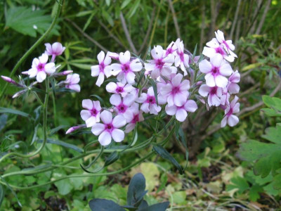 P pilosa 1.JPG