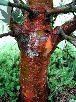 pinus_sylvestris_wat_2.jpg