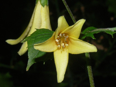 Kirengesholma.JPG