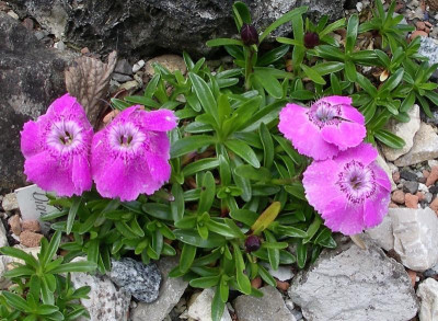 Dianthus alpinus 26.05.20.JPG