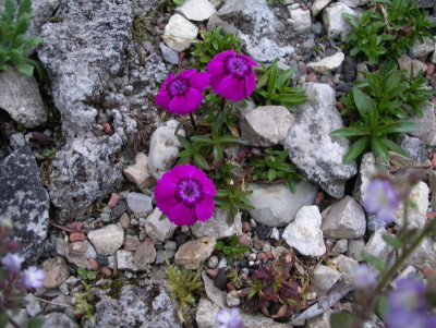 Dianthus alpinus 01.06.20.JPG