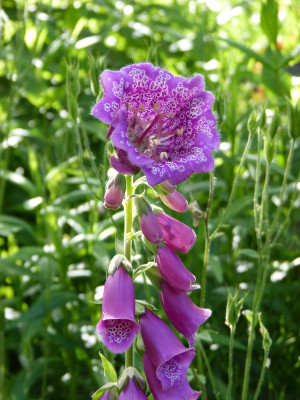 2019-06-08 Digitalis purpurea 2.jpg
