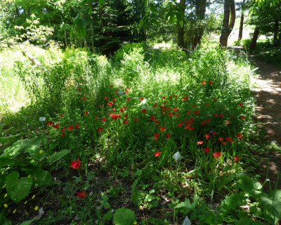 Tulipa sprengeri Bot.jpg