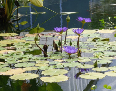 Blaue Seerose ax.jpg
