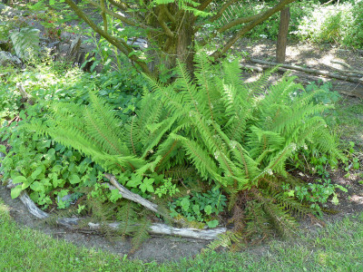 2020-06-01 Farne Polystichum setiferum 1.jpg