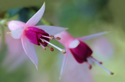 Fuchsia_1_18-08-2007.jpg