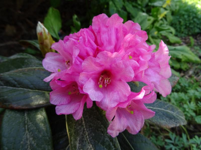 Rhododendron (bureavii x yakushimanum) X kesangiae April 2019.JPG