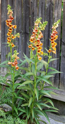 Digitalis obscura 01.06.20.JPG