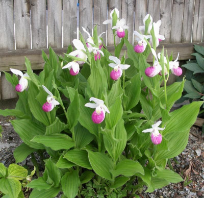 Cypripedium reginae  01.06.20.JPG