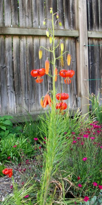 Lilium pumilum 01.06.20.JPG
