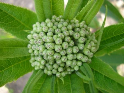 Vernonia1.JPG