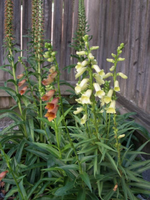 Digitalis obscura .JPG