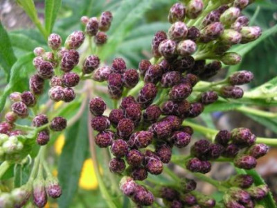 Vernonia2.JPG