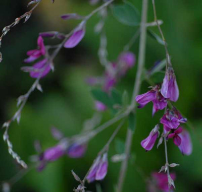 Lespedeza-blute0109-klein.jpg