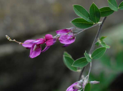 Lespedeza-Blute-Laub-0132-klein.jpg