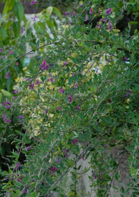 Lespedeza-Habitus-0118-klein.jpg