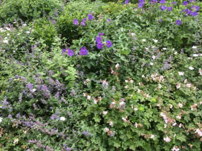Geranium_Rosemoore.JPG