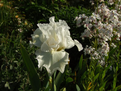 2020_0303Juni0037.JPG