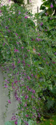Lespedeza-Habitus-0125-klein.jpg