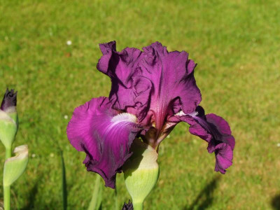 2020_0303Juni0060.JPG