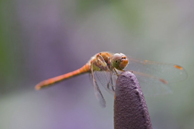 Libelle_-_.jpg