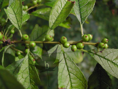 ilex_verticillata_1.jpg
