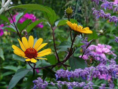 Heliopsis_helianthoides_var._scabra_Summer_Nights.jpg