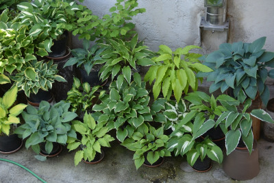 hosta_juni.jpg