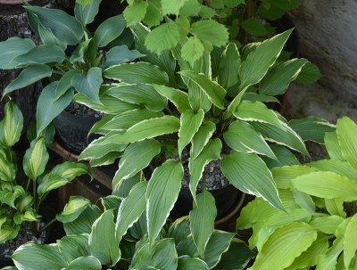 hosta_dragon_warrior.jpg