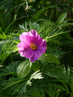 2020-06-02 Paeonia veitchii 1.jpg