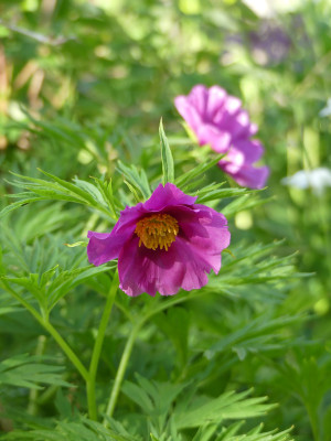 2020-06-02 Paeonia veitchii 3.jpg