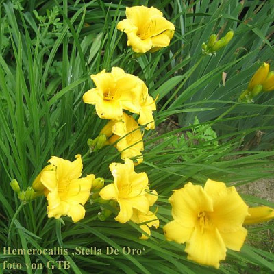 Stella_de_Oro_2.jpg