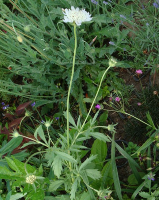 Lomelosia stellata20-3.jpg