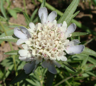 Lomelosia stellata20.jpg