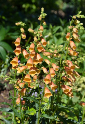Digitalis-Goldcrest.20-2.jpg