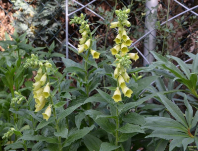 Digitalis_grandiflora.20-1.jpg