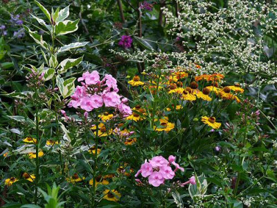 Phlox_Wunderhold.jpg
